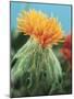 Orange Thistle-null-Mounted Photographic Print