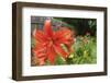 Orange tiger lily-Anna Miller-Framed Photographic Print