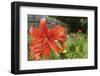 Orange tiger lily-Anna Miller-Framed Photographic Print