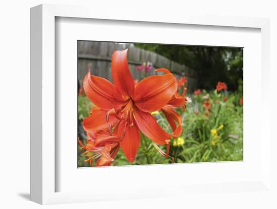 Orange tiger lily-Anna Miller-Framed Photographic Print
