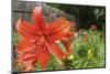 Orange tiger lily-Anna Miller-Mounted Photographic Print