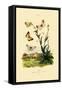 Orange Tip, 1833-39-null-Framed Stretched Canvas