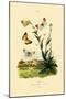 Orange Tip, 1833-39-null-Mounted Giclee Print