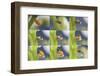 Orange-Tip Butterfly (Anthocharis Cardamines) Egg-Kim Taylor-Framed Photographic Print