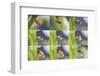 Orange-Tip Butterfly (Anthocharis Cardamines) Egg-Kim Taylor-Framed Photographic Print