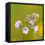 Orange Tip Butterfly {Anthocharis Cardamines} Female Resting on Cuckooflower {Cardamine} Devon, UK-Ross Hoddinott-Framed Stretched Canvas