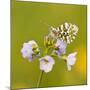 Orange Tip Butterfly {Anthocharis Cardamines} Female Resting on Cuckooflower {Cardamine} Devon, UK-Ross Hoddinott-Mounted Photographic Print