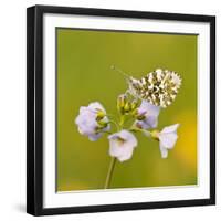 Orange Tip Butterfly {Anthocharis Cardamines} Female Resting on Cuckooflower {Cardamine} Devon, UK-Ross Hoddinott-Framed Photographic Print