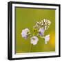 Orange Tip Butterfly {Anthocharis Cardamines} Female Resting on Cuckooflower {Cardamine} Devon, UK-Ross Hoddinott-Framed Photographic Print