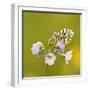 Orange Tip Butterfly {Anthocharis Cardamines} Female Resting on Cuckooflower {Cardamine} Devon, UK-Ross Hoddinott-Framed Photographic Print