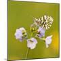 Orange Tip Butterfly {Anthocharis Cardamines} Female Resting on Cuckooflower {Cardamine} Devon, UK-Ross Hoddinott-Mounted Photographic Print