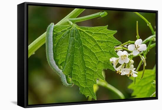 Orange tip butterfly caterpillar crawling over Garlic mustard-Paul Harcourt Davies-Framed Stretched Canvas