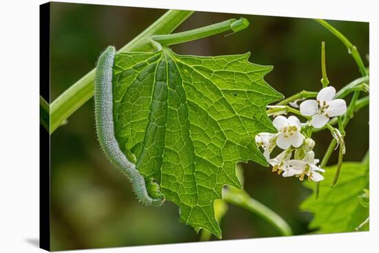 Orange tip butterfly caterpillar crawling over Garlic mustard-Paul Harcourt Davies-Stretched Canvas