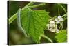 Orange tip butterfly caterpillar crawling over Garlic mustard-Paul Harcourt Davies-Stretched Canvas