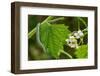 Orange tip butterfly caterpillar crawling over Garlic mustard-Paul Harcourt Davies-Framed Photographic Print