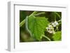 Orange tip butterfly caterpillar crawling over Garlic mustard-Paul Harcourt Davies-Framed Photographic Print