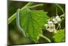 Orange tip butterfly caterpillar crawling over Garlic mustard-Paul Harcourt Davies-Mounted Photographic Print