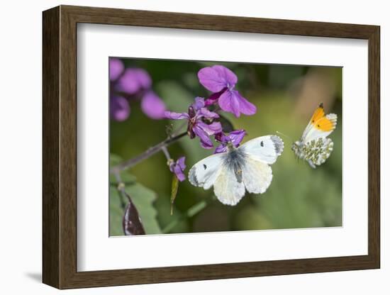 Orange tip butterfly female and male, visiting Herb Robert flower Wiltshire, England, UK-David Kjaer-Framed Photographic Print