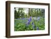 Orange tip butterfly female on Bluebell flower, Clare Glen-Robert Thompson-Framed Photographic Print