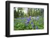 Orange tip butterfly female on Bluebell flower, Clare Glen-Robert Thompson-Framed Photographic Print