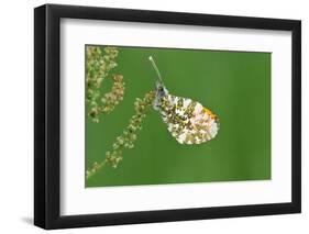 Orange Tip Butterfly, Male, Neutral Position-Harald Kroiss-Framed Photographic Print