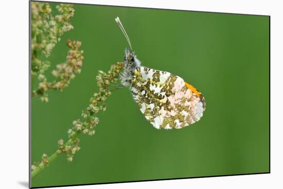 Orange Tip Butterfly, Male, Neutral Position-Harald Kroiss-Mounted Photographic Print