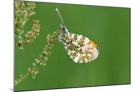 Orange Tip Butterfly, Male, Neutral Position-Harald Kroiss-Mounted Photographic Print