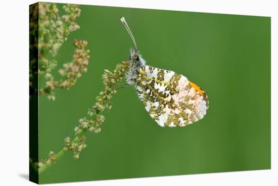 Orange Tip Butterfly, Male, Neutral Position-Harald Kroiss-Stretched Canvas