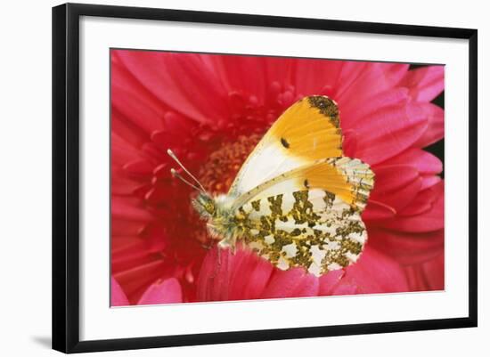 Orange-Tip Butterfly Male on Pink Gerbera Flower-null-Framed Photographic Print