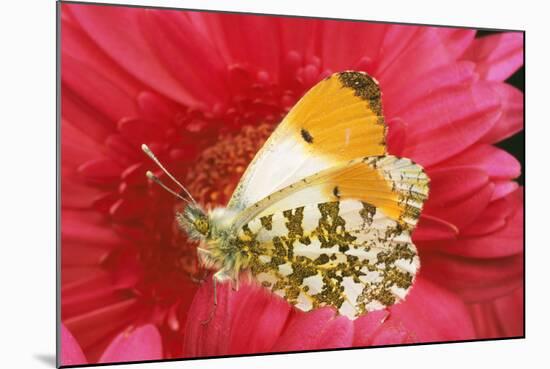 Orange-Tip Butterfly Male on Pink Gerbera Flower-null-Mounted Photographic Print