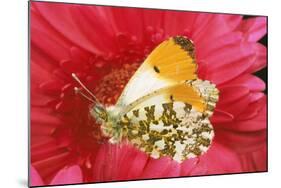 Orange-Tip Butterfly Male on Pink Gerbera Flower-null-Mounted Photographic Print