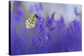 Orange Tip Butterfly male resting on Bluebell, UK-Alex Hyde-Stretched Canvas