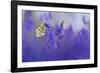 Orange Tip Butterfly male resting on Bluebell, UK-Alex Hyde-Framed Photographic Print