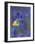 Orange tip butterfly on bluebell flower in English woodland-Andy Sands-Framed Photographic Print