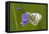 Orange Tip Butterfly Resting on Bluebell Flower-null-Framed Stretched Canvas