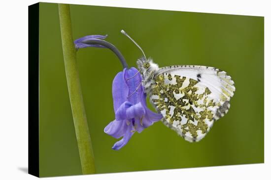 Orange Tip Butterfly Resting on Bluebell Flower-null-Stretched Canvas