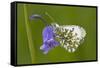 Orange Tip Butterfly Resting on Bluebell Flower-null-Framed Stretched Canvas