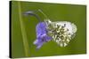 Orange Tip Butterfly Resting on Bluebell Flower-null-Stretched Canvas