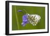 Orange Tip Butterfly Resting on Bluebell Flower-null-Framed Photographic Print