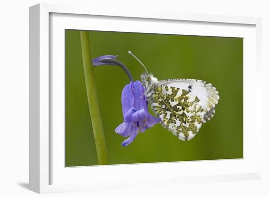 Orange Tip Butterfly Resting on Bluebell Flower-null-Framed Photographic Print