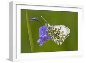 Orange Tip Butterfly Resting on Bluebell Flower-null-Framed Photographic Print