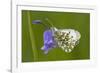 Orange Tip Butterfly Resting on Bluebell Flower-null-Framed Photographic Print