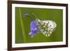 Orange Tip Butterfly Resting on Bluebell Flower-null-Framed Photographic Print