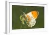 Orange Tip Butterfly Resting on Cow Parsley-null-Framed Photographic Print