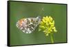 ]Orange tip butterfly resting on flower, Belgium-Bernard Castelein-Framed Stretched Canvas