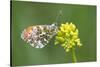 ]Orange tip butterfly resting on flower, Belgium-Bernard Castelein-Stretched Canvas