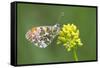 ]Orange tip butterfly resting on flower, Belgium-Bernard Castelein-Framed Stretched Canvas