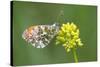 ]Orange tip butterfly resting on flower, Belgium-Bernard Castelein-Stretched Canvas