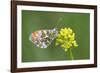 ]Orange tip butterfly resting on flower, Belgium-Bernard Castelein-Framed Photographic Print