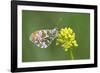 ]Orange tip butterfly resting on flower, Belgium-Bernard Castelein-Framed Photographic Print